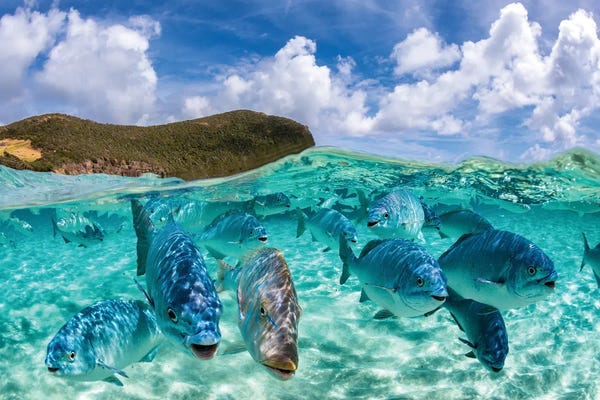 Fishy Friends Lord Howe Island