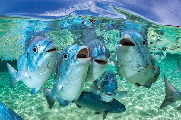Underwater: Fishy Karaoke Lord Howe Island by Jordan Robins