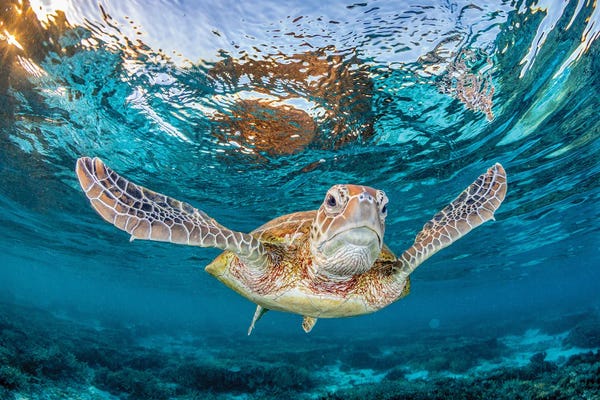 Reptiles & Amphibians: Fly With Me by Jordan Robins