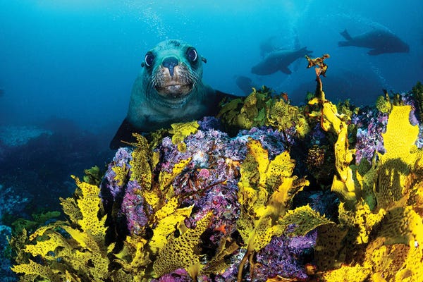 Seals: Fur Seal Jervis Bay by Jordan Robins