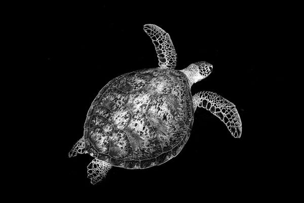 Turtles: Afloat by Jordan Robins