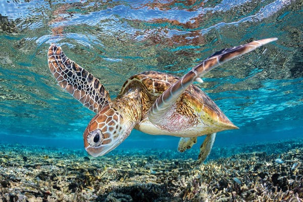 Reptiles & Amphibians: Graceful Glider by Jordan Robins