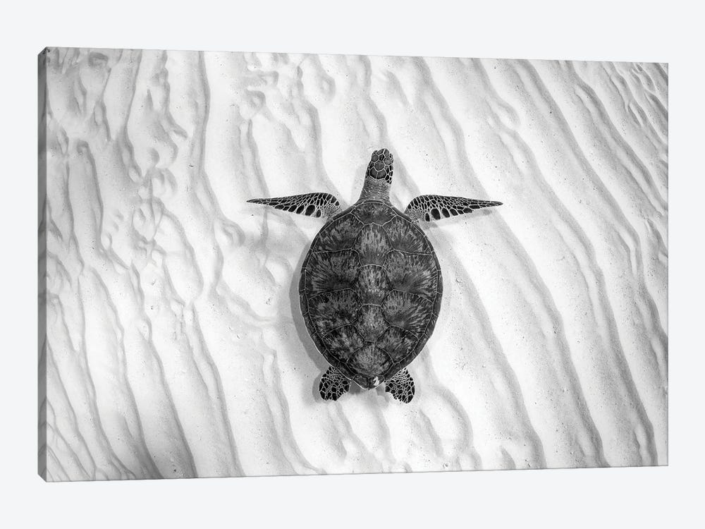 sea turtle black and white photography