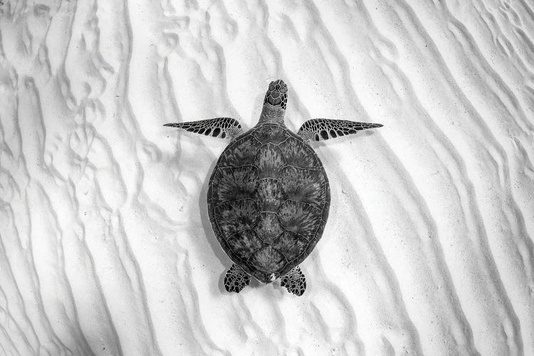 Green Sea Turtle Great Barrier Reef #4 by Jordan Robins wall art