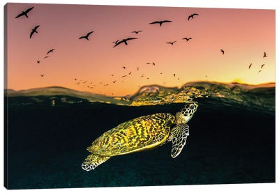 Hawksbill Sea Turtle Sunset Canvas Art Print - Marine Life Conservation