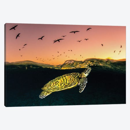 Hawksbill Sea Turtle Sunset Canvas Print #RNS32} by Jordan Robins Canvas Art