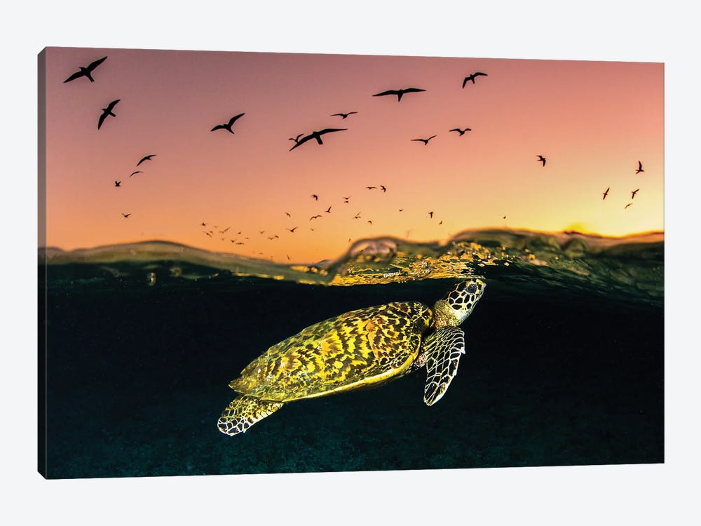 Hawksbill Sea Turtle Sunset by Jordan Robins 1-piece Canvas Art