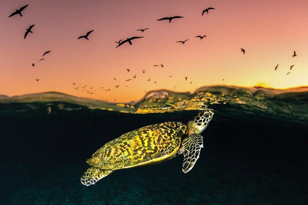 Marine Life Conservation: Hawksbill Sea Turtle Sunset by Jordan Robins