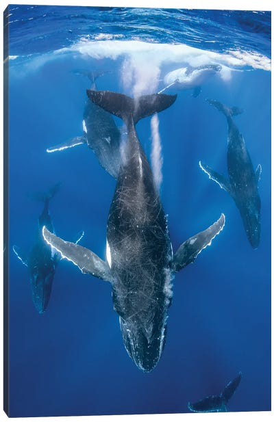 Humpback Whale Heat Run Canvas Art Print - Whale Art
