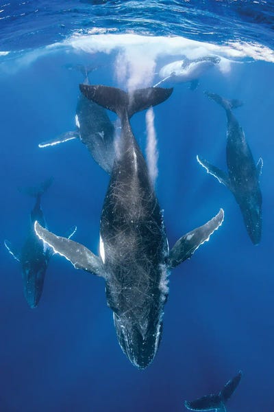 Underwater: Humpback Whale Heat Run by Jordan Robins