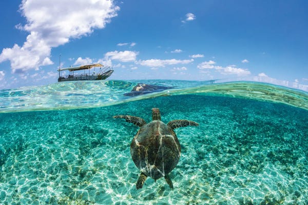 Turtles: Island Dreaming by Jordan Robins