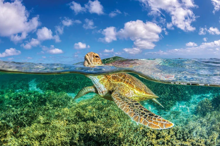 Keep Your Head Above Water by Jordan Robins wall art