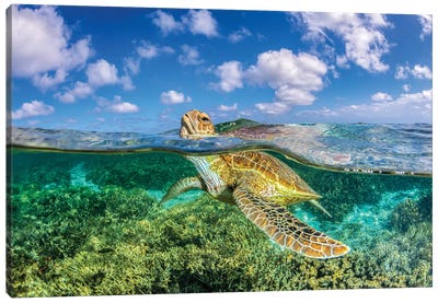 Keep Your Head Above Water Canvas Art Print - Marine Life Conservation