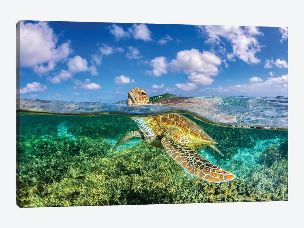 Keep Your Head Above Water by Jordan Robins 1-piece Canvas Art Print