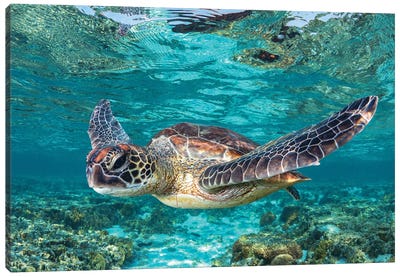 Learn To Fly Canvas Art Print - Marine Life Conservation