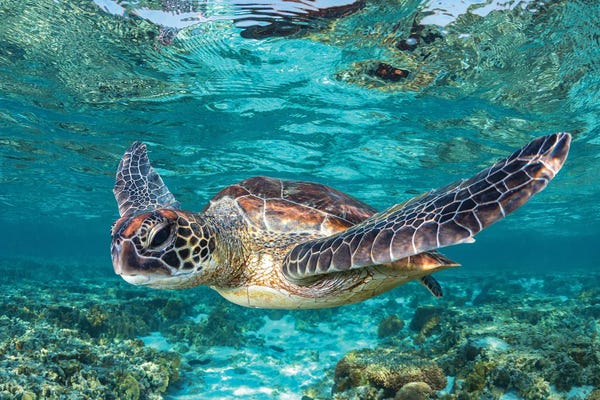 Large Photography - Canvas Prints: Learn To Fly by Jordan Robins