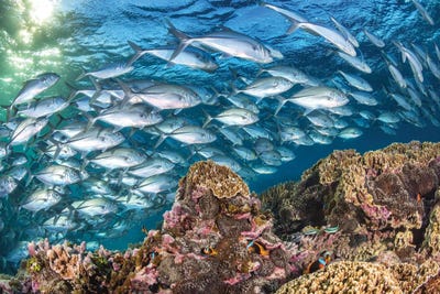 Life on The Reef by Jordan Robins framed canvas print