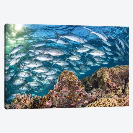 Life on The Reef Canvas Print #RNS39} by Jordan Robins Canvas Artwork