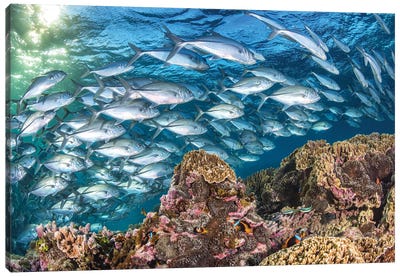 Life on The Reef Canvas Art Print - Jordan Robins
