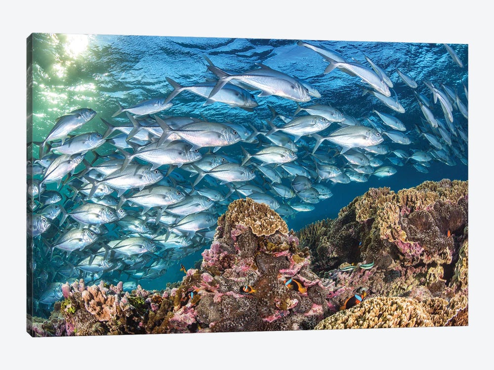 Life on The Reef by Jordan Robins 1-piece Canvas Print