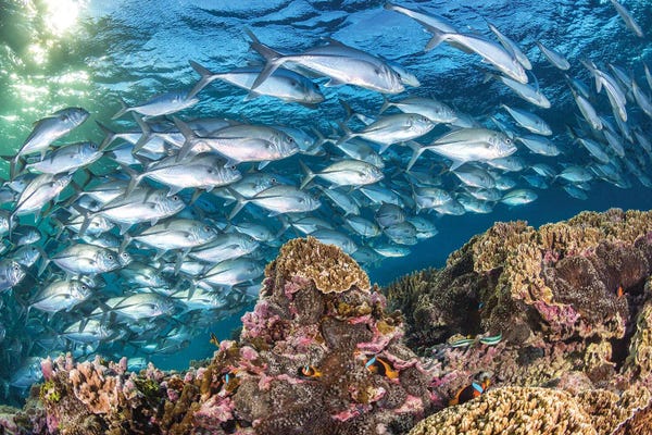 Life on The Reef