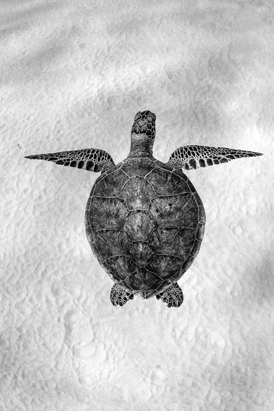 Turtles: Angelic Vertical by Jordan Robins