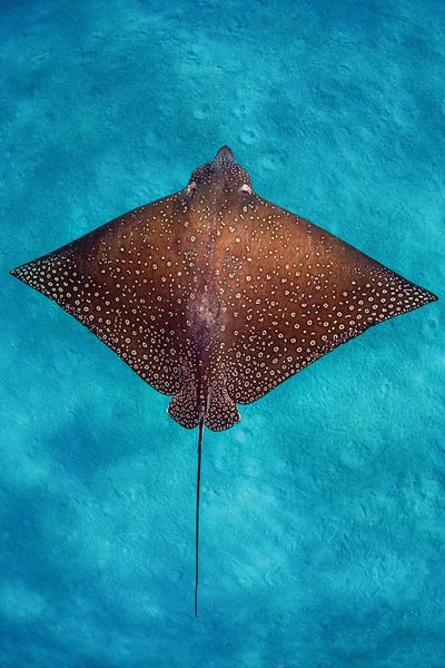 Aqua Blue Eagle Ray Vertical by Jordan Robins framed wall art