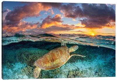 Magic Mornings Great Barrier Reef Canvas Art Print - Jordan Robins