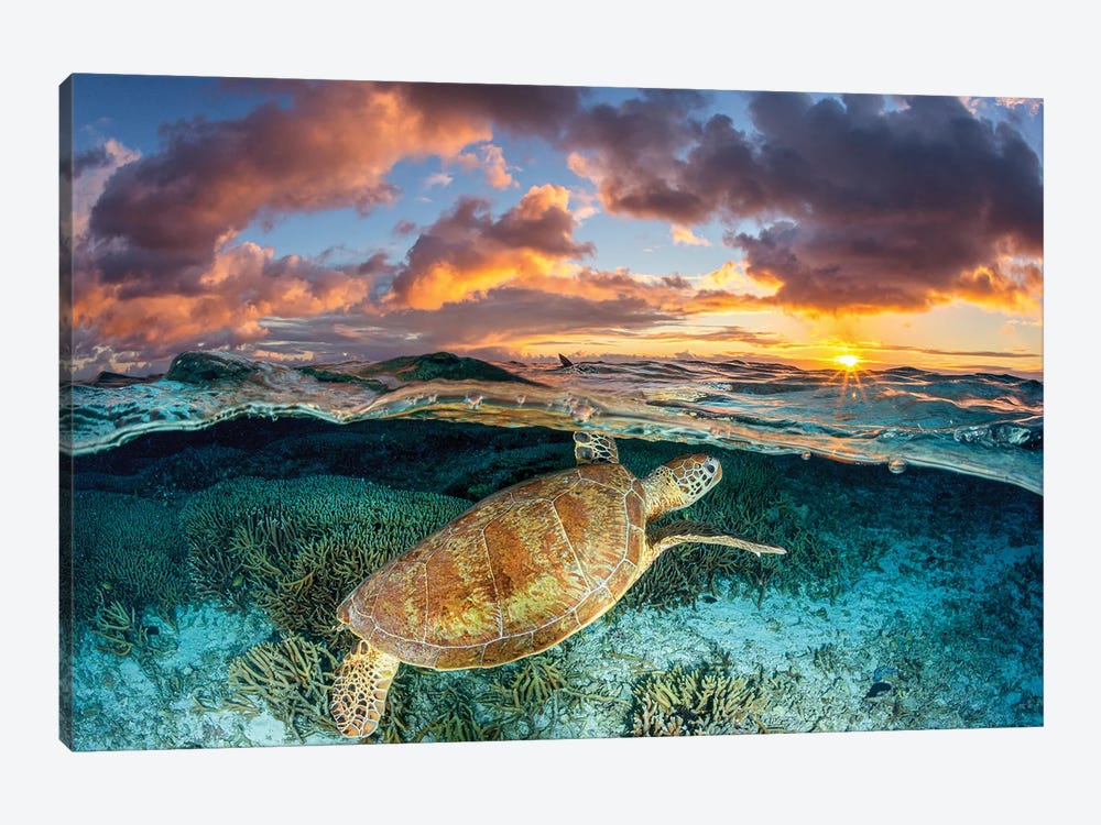 Magic Mornings Great Barrier Reef by Jordan Robins 1-piece Canvas Print