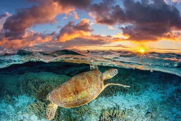 Reptiles & Amphibians: Magic Mornings Great Barrier Reef by Jordan Robins