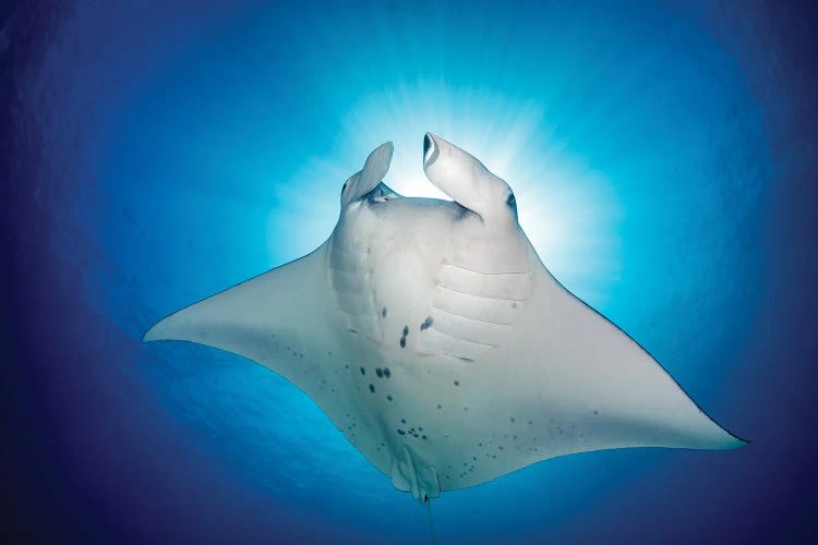 Manta Ray Magic