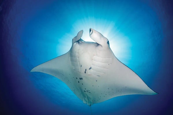 Rays: Manta Ray Magic by Jordan Robins