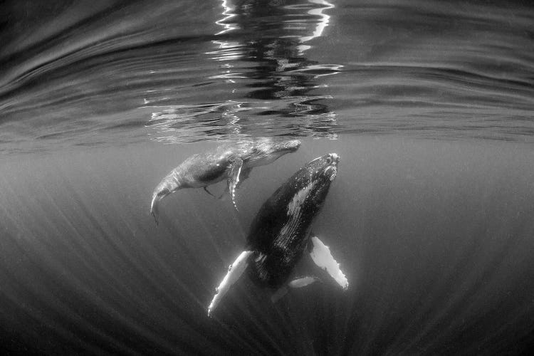 Mother & Calf by Jordan Robins wall art