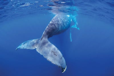 Motherly Love by Jordan Robins framed canvas print