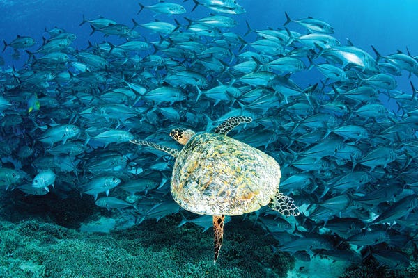 Turtles: Peak Hour on The Reef by Jordan Robins