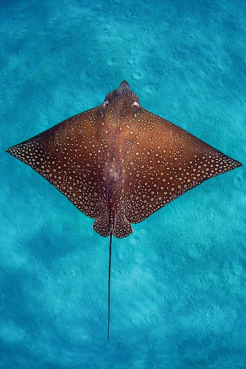 Aqua Blue Eagle Ray Vertical