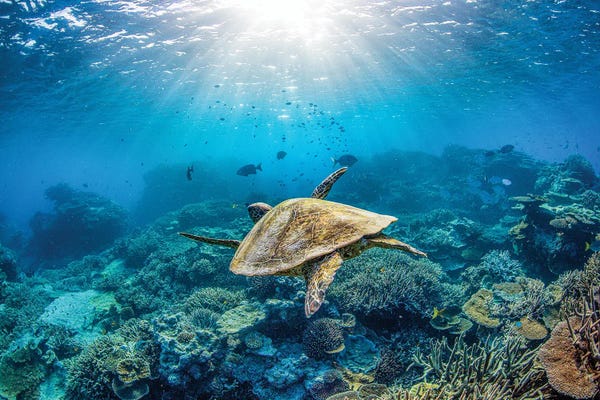 Turtles: Reef Glider by Jordan Robins