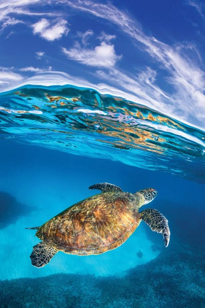 Reptiles & Amphibians: Rise Out of The Blue Vertical by Jordan Robins