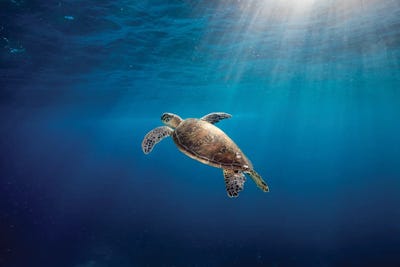 Rise To The Light Turtle by Jordan Robins framed canvas print