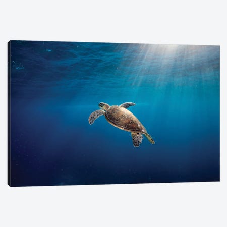 Rise To The Light Turtle Canvas Print #RNS53} by Jordan Robins Canvas Art