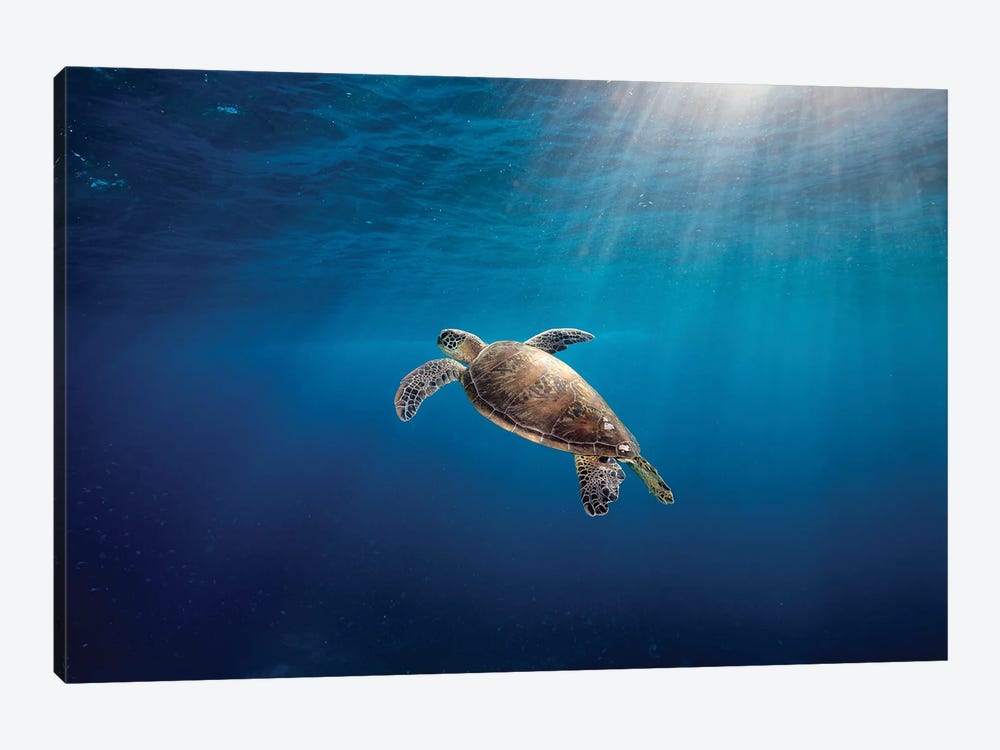 Rise To The Light Turtle by Jordan Robins 1-piece Canvas Print