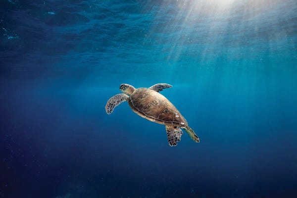 Rise To The Light Turtle