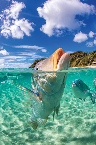 Underwater: Spangled Emperor Vertical by Jordan Robins