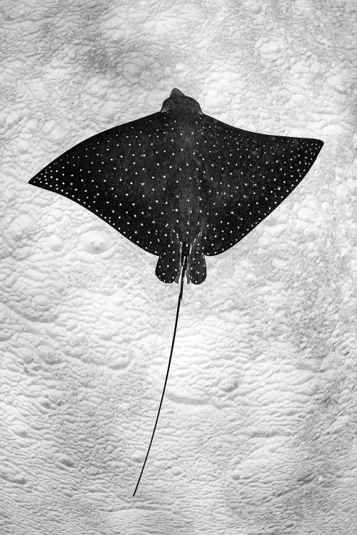 Spotted Eagle Ray Vertical