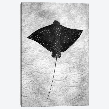 Spotted Eagle Ray Vertical Canvas Print #RNS56} by Jordan Robins Canvas Art Print