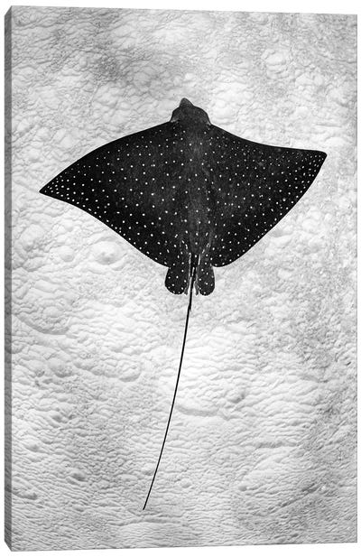 Spotted Eagle Ray Vertical Canvas Art Print - Ray & Stingray Art