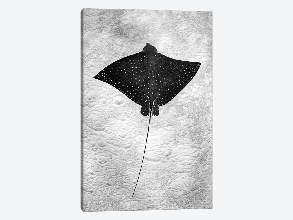 Spotted Eagle Ray Vertical by Jordan Robins 1-piece Canvas Artwork