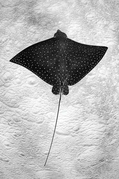 Rays: Spotted Eagle Ray Vertical by Jordan Robins