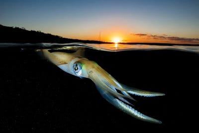 Squid Sunset by Jordan Robins framed canvas print