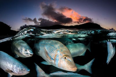 Sunset Fish Frenzy Lord Howe Island by Jordan Robins framed canvas print
